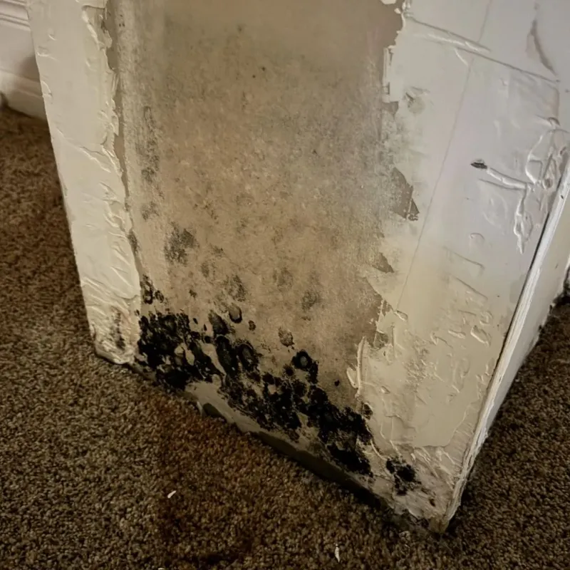 Professional Mold Removal in Brusly, LA